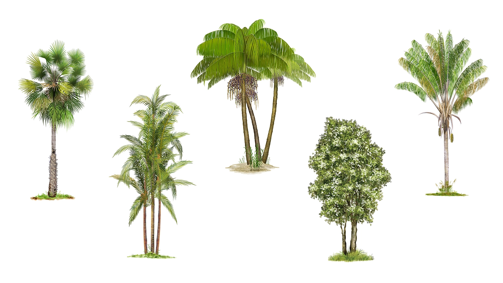 Panco — digital illustrations of Brazilian trees